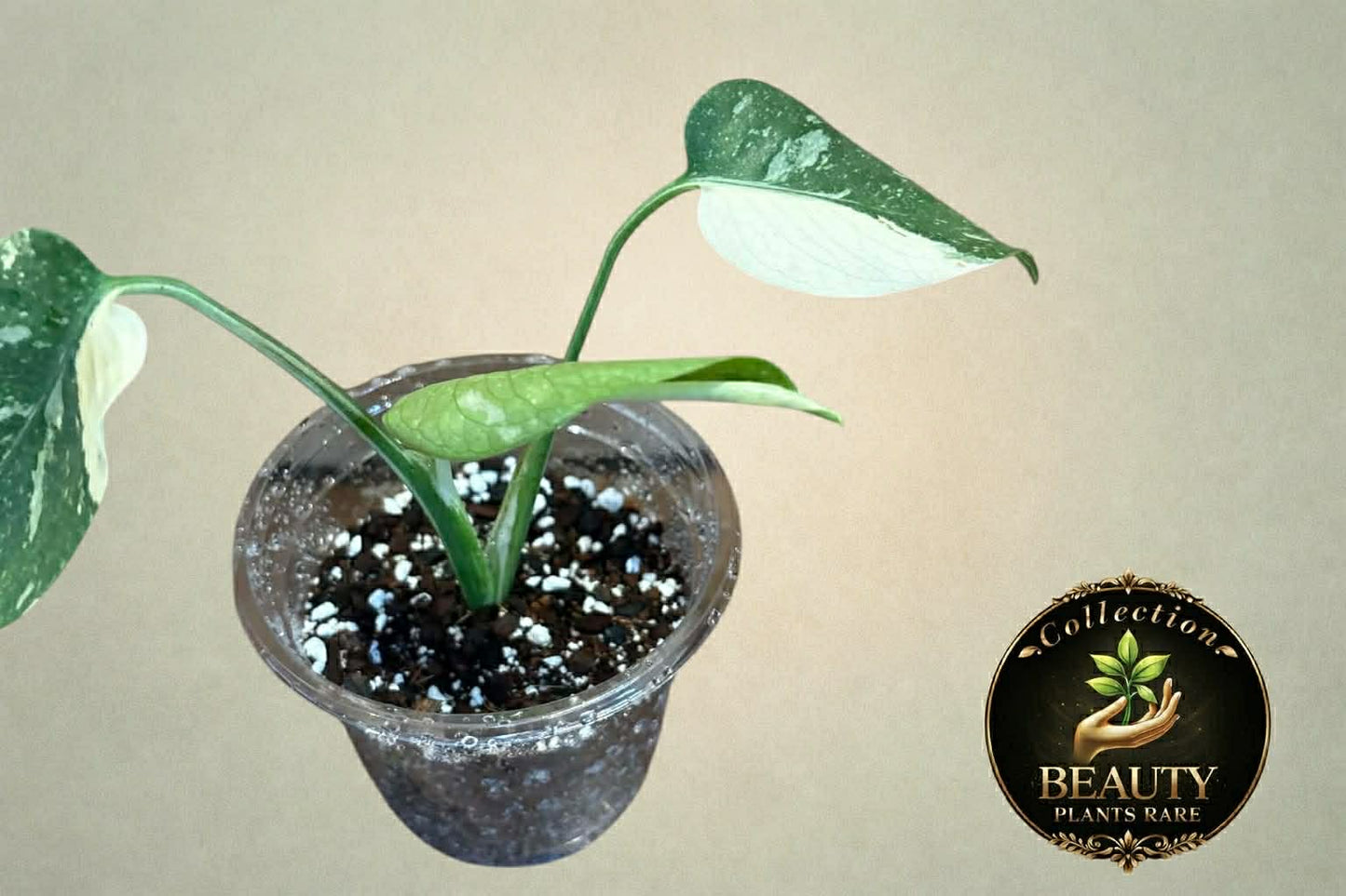 Monstera Thai Legacy tc