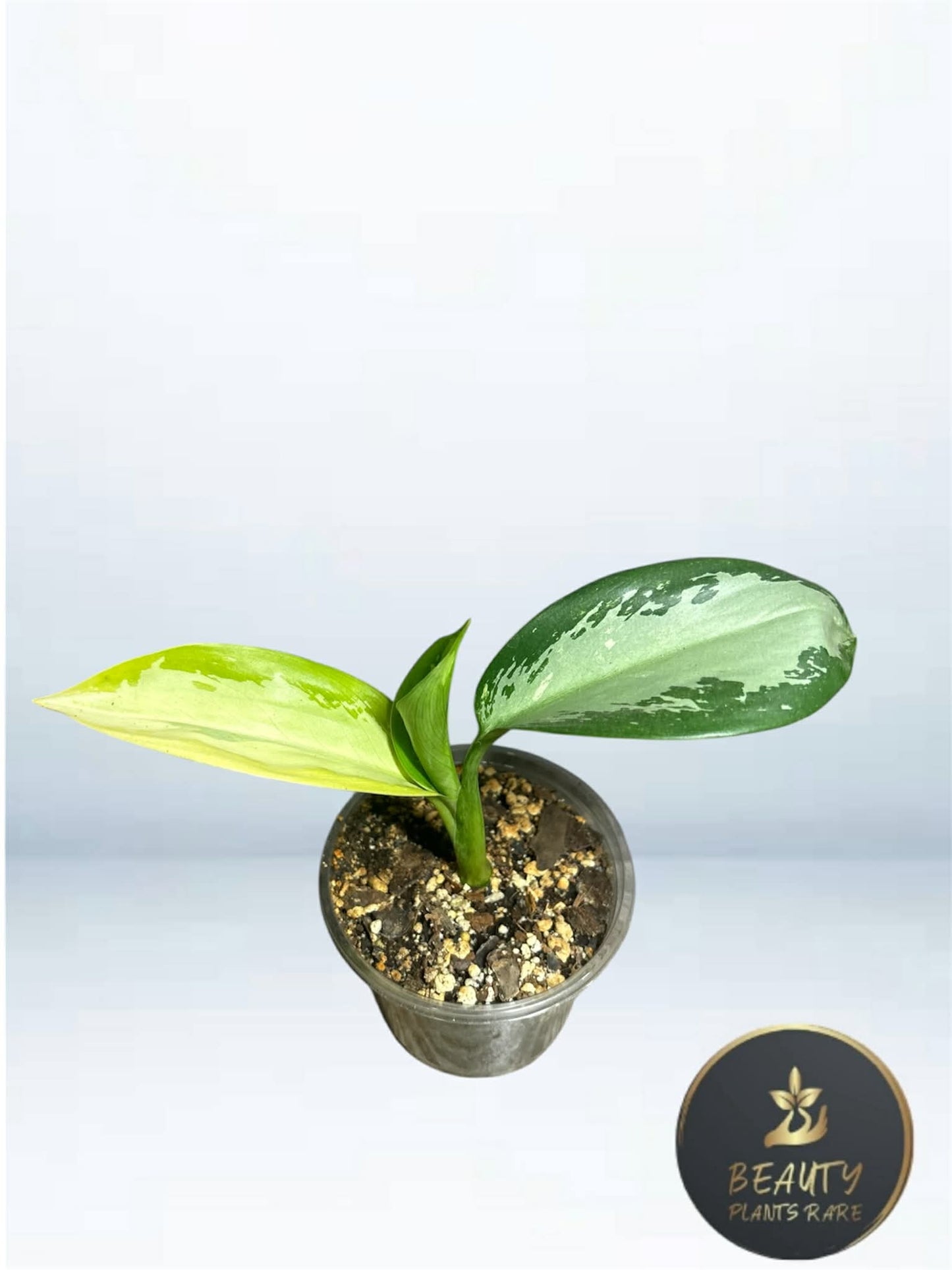 Aglaonema Suvarnabhumi variegated