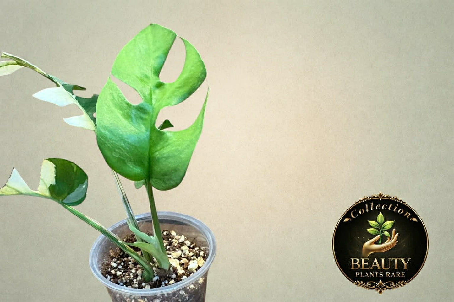 Raphidophora Tetrasperma White Monster