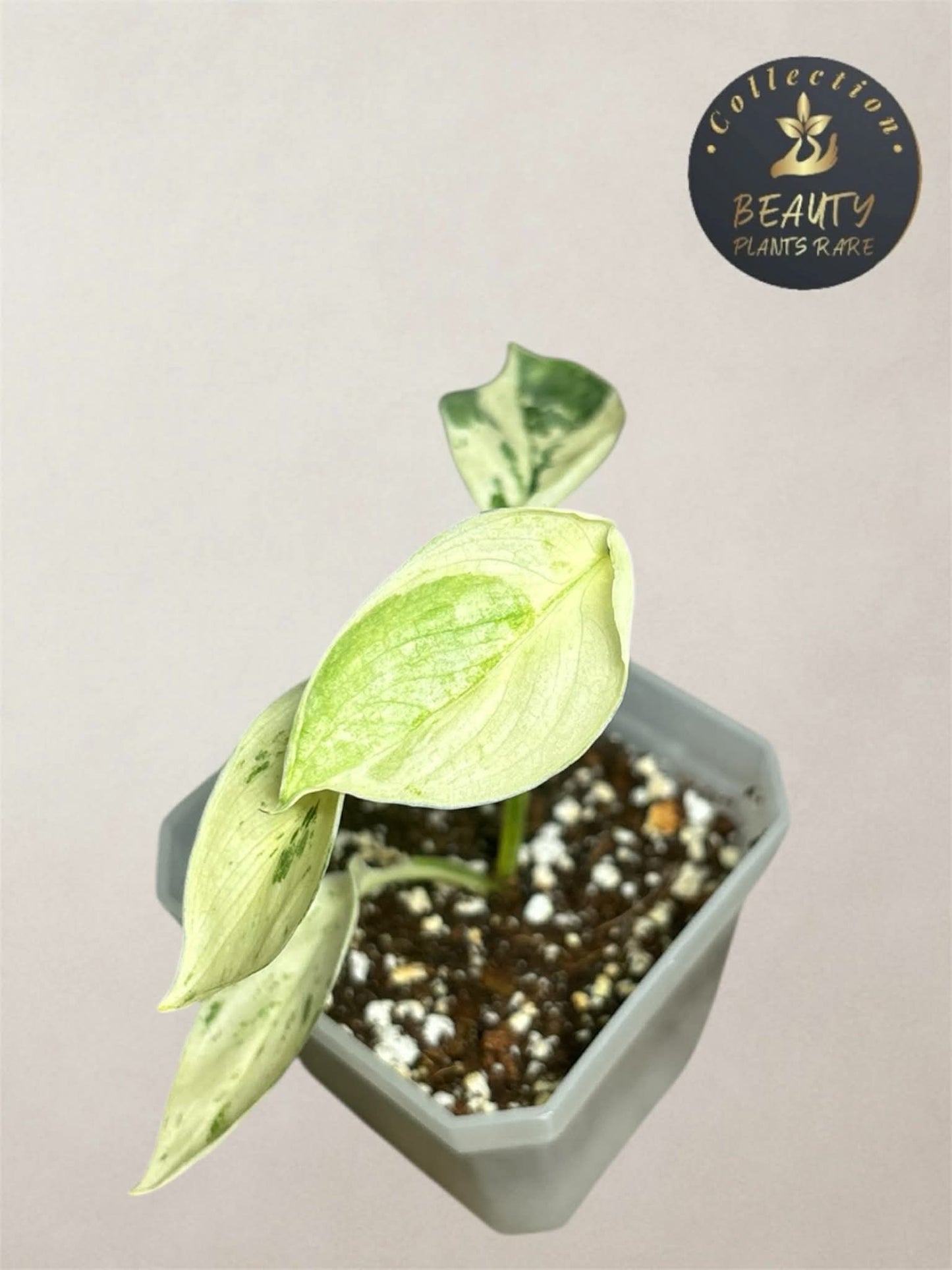 Scindapsus Silver Cloud Marble