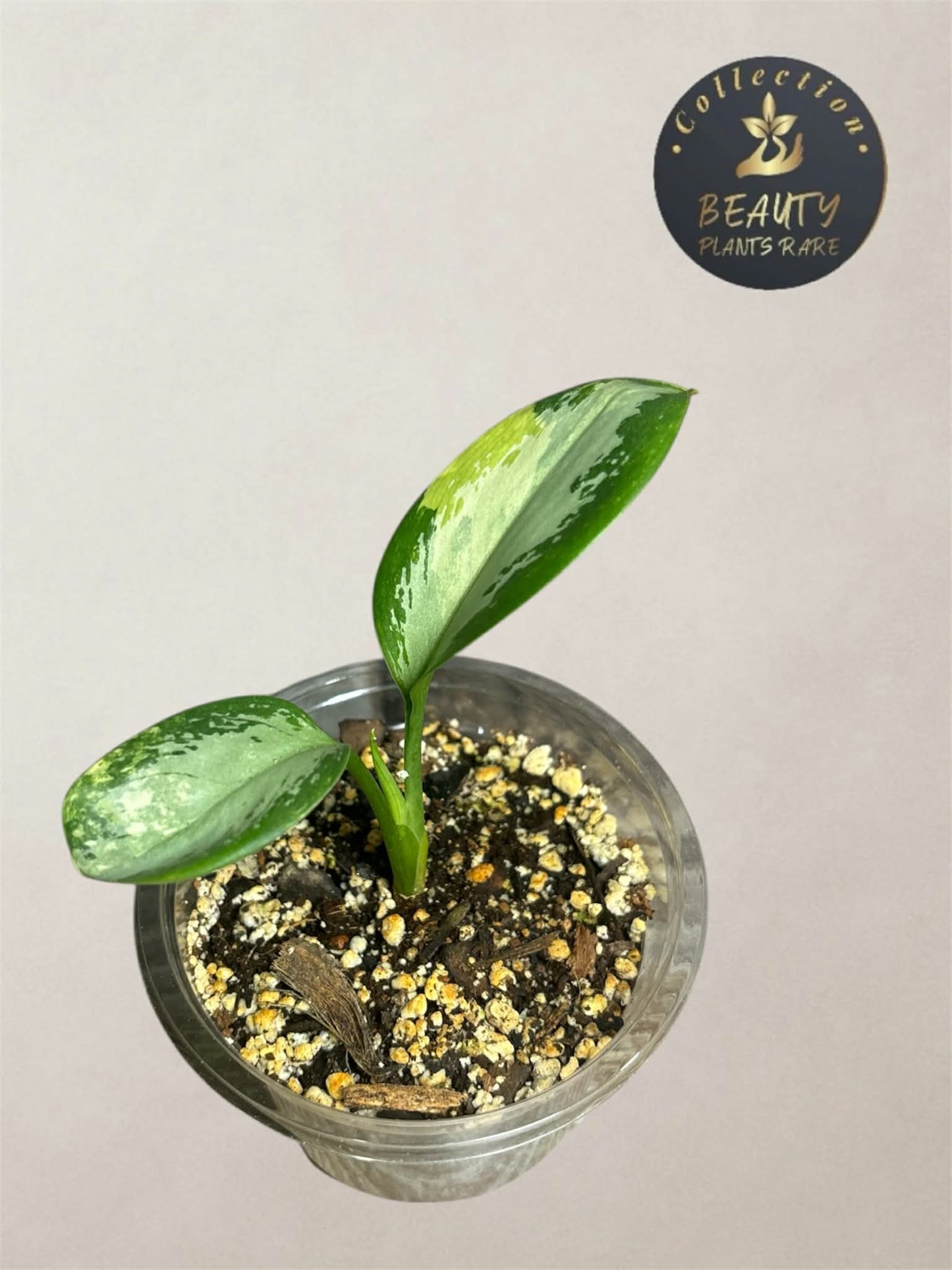 Aglaonema Suvarnabhumi variegated