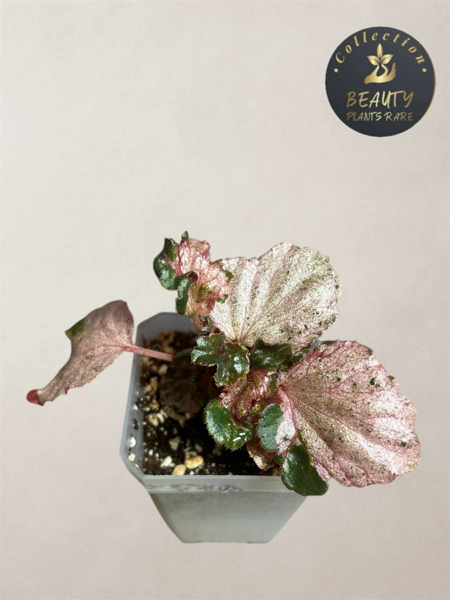 Begonia Cucculata Pink