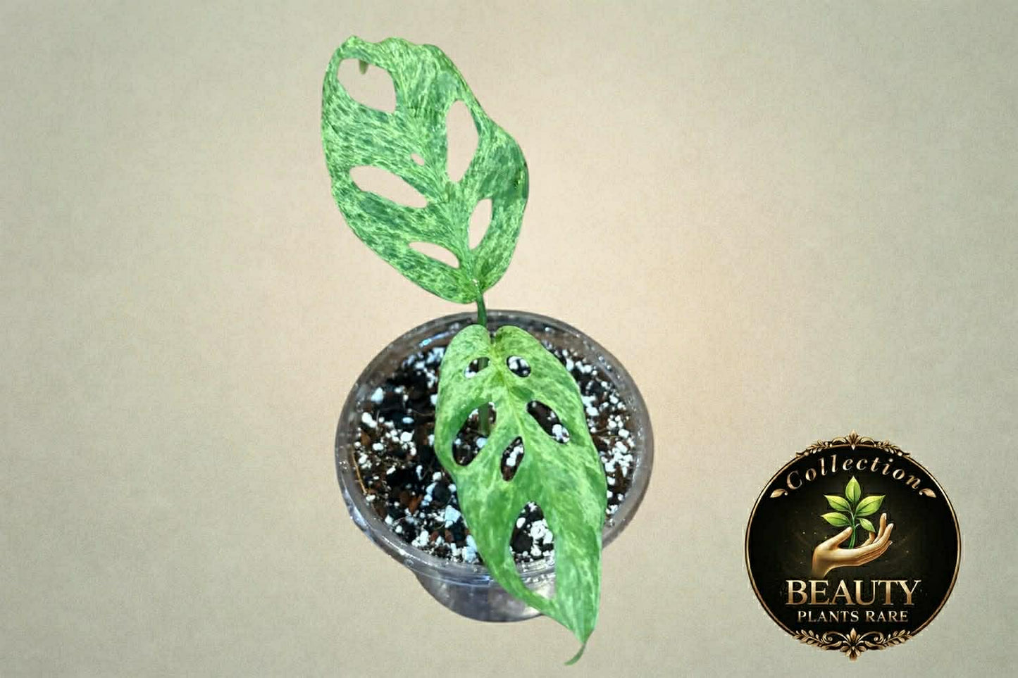 Monstera Adansonii Mottled