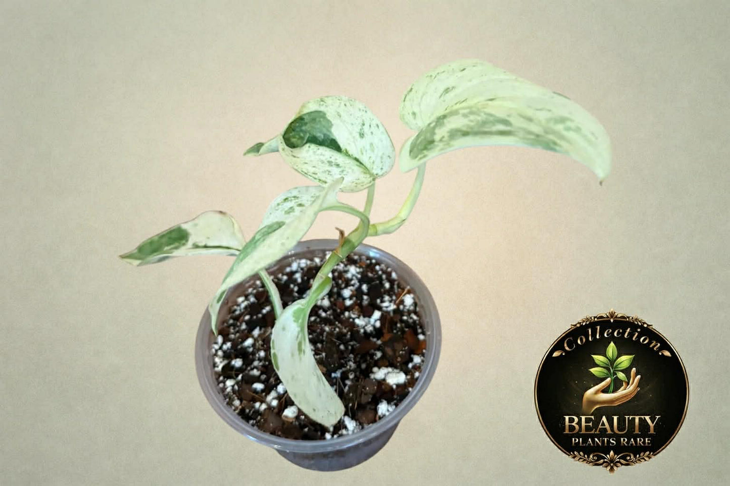 Scindapsus Silver Cloud Marble