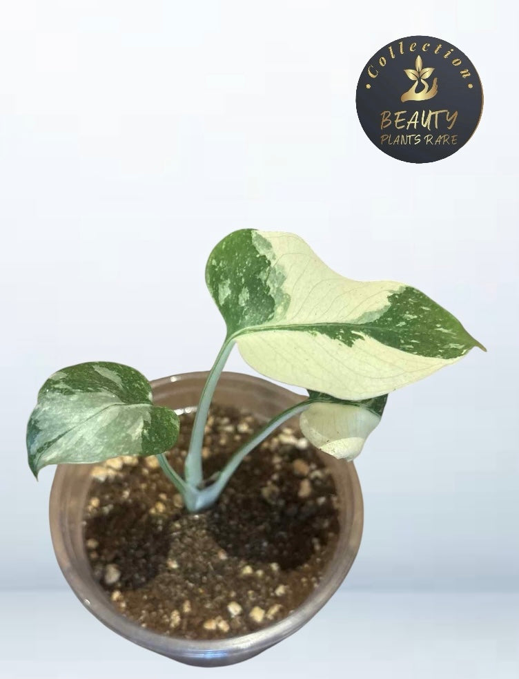 Monstera Legacy TC