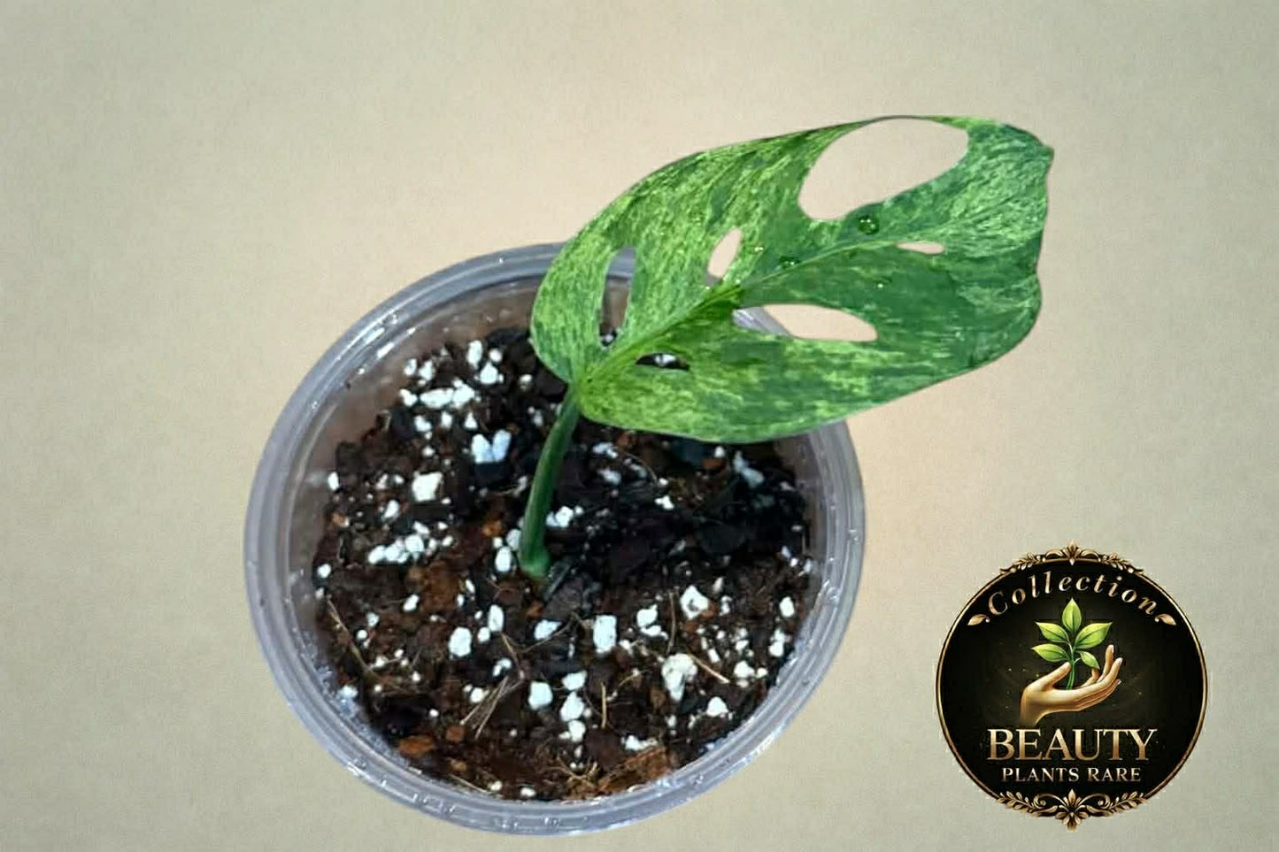 Monstera Adansonii Mottled