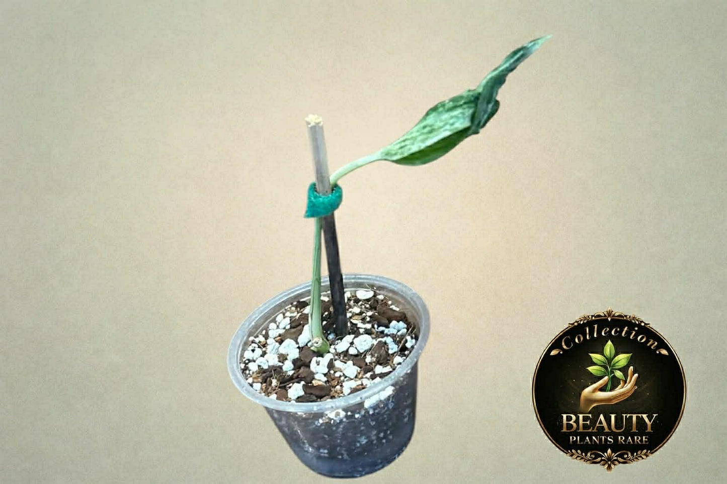 Epipremnum Teruno Love Song