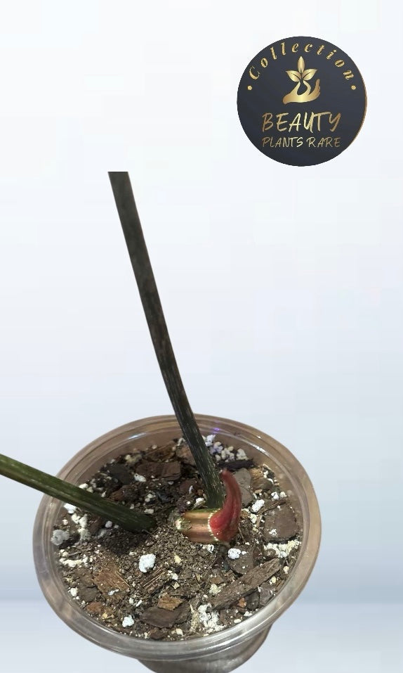 Philodendron Gloriosum variegated