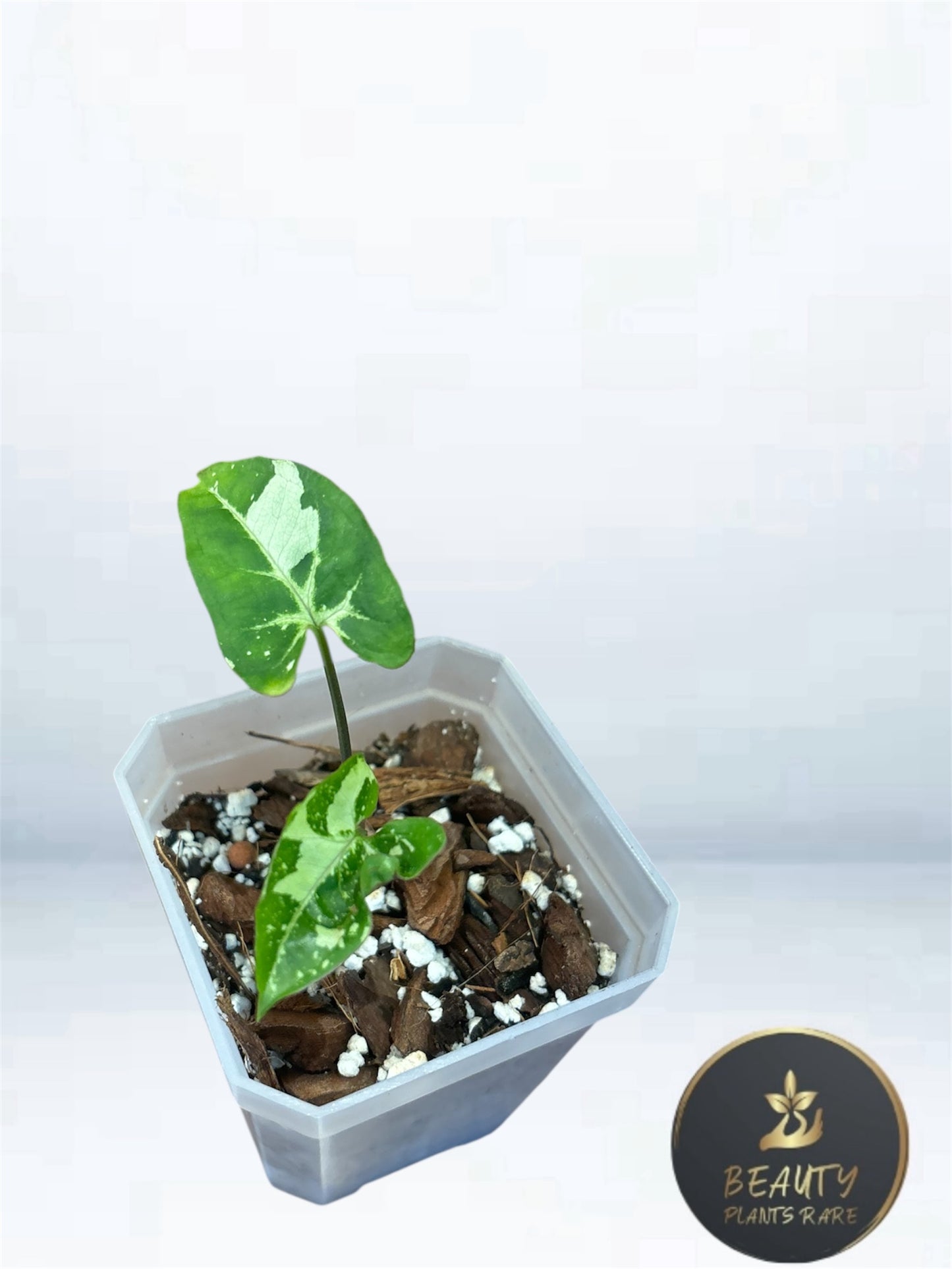 Syngonium Panda