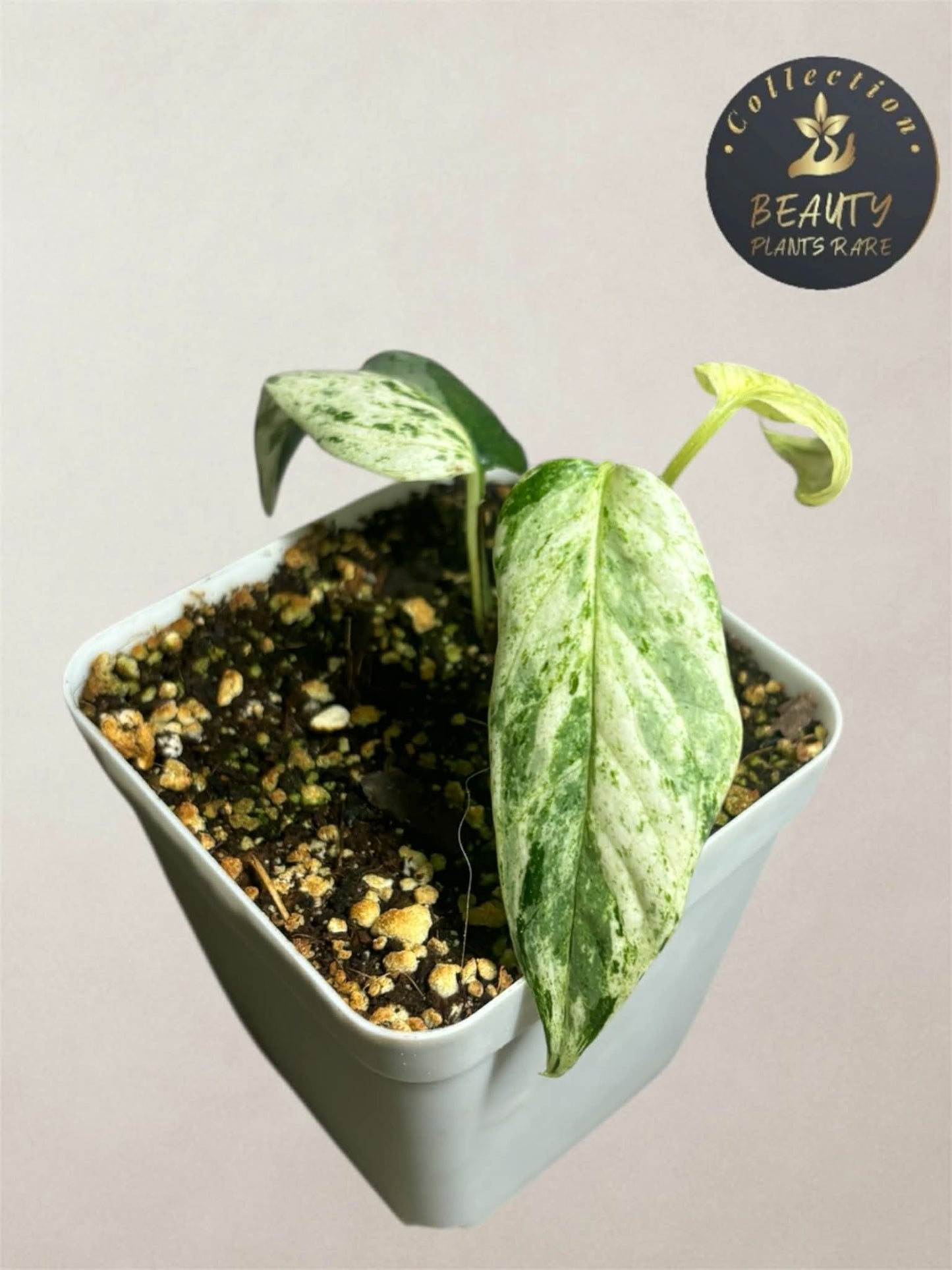 Epipremnum Pinnatum Lalahon