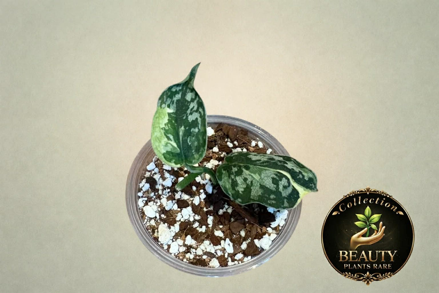 Scindapsus Mayari