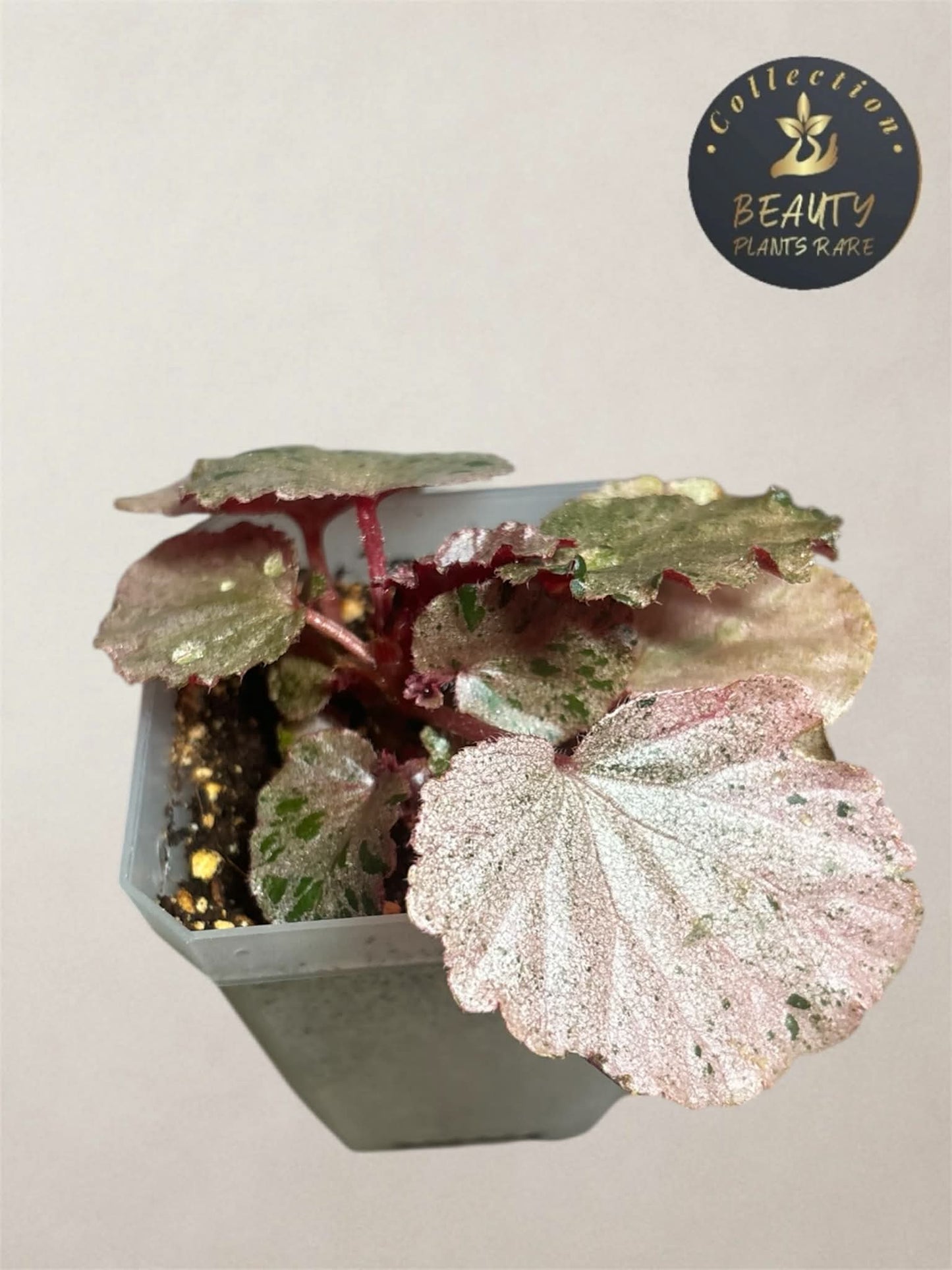 Begonia Cucculata Pink