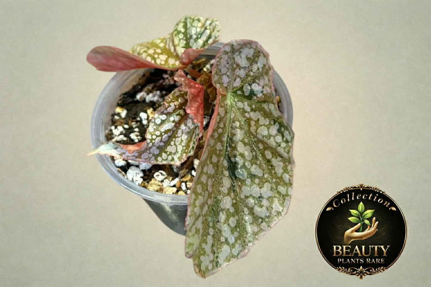 Begonia Snow Capped
