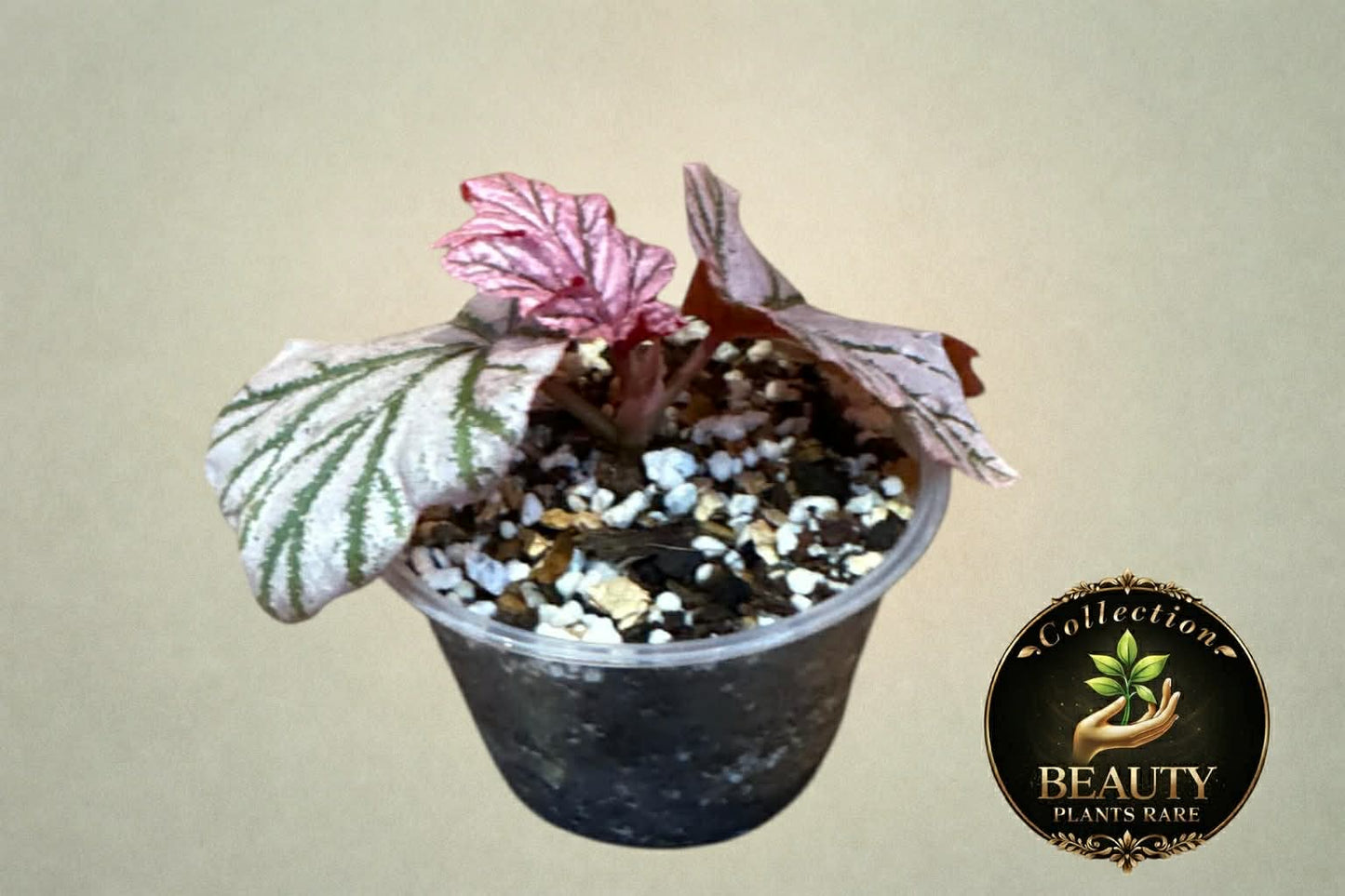 Begonia Lamoon