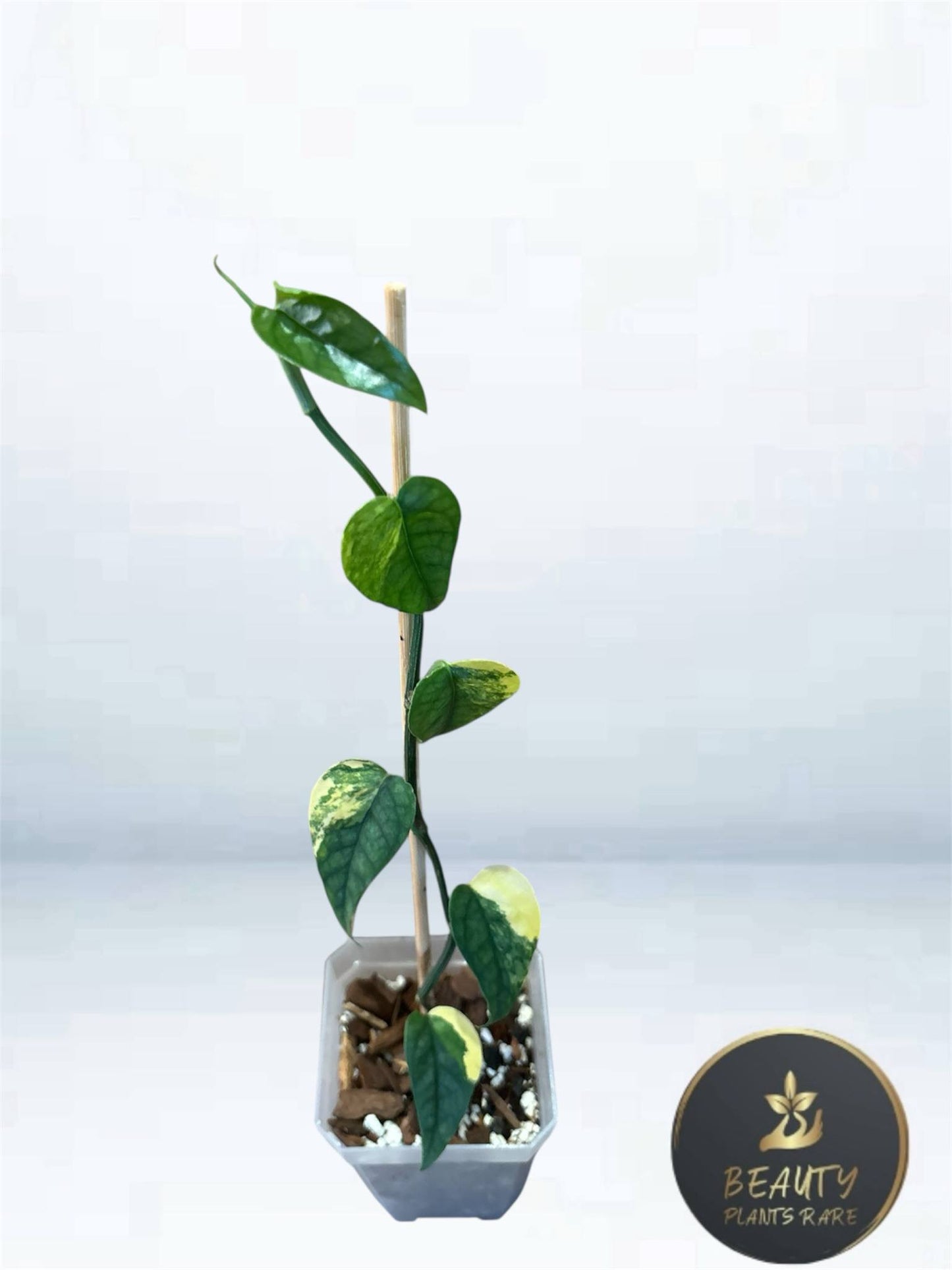 Epipremnum Cebu Blue Aurea
