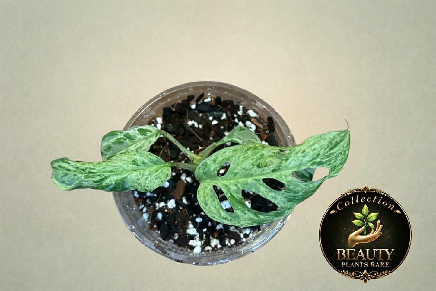 Monstera Adansonii Mottled