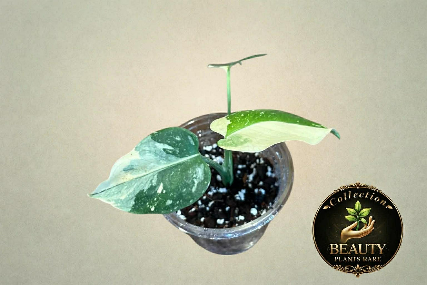 Monstera Thai Legacy Tc