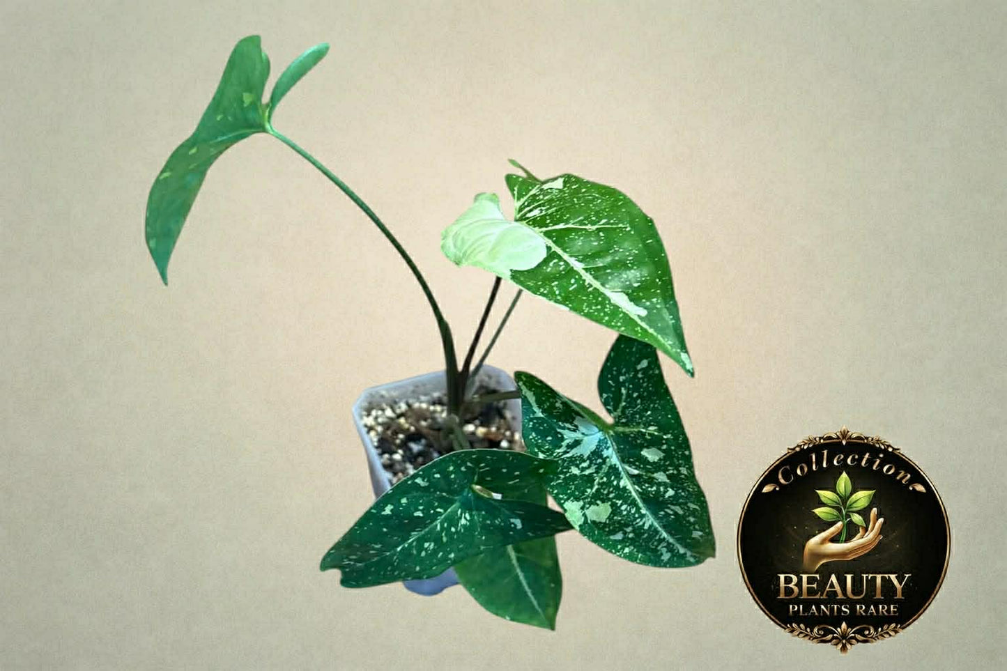 Syngonium Panda