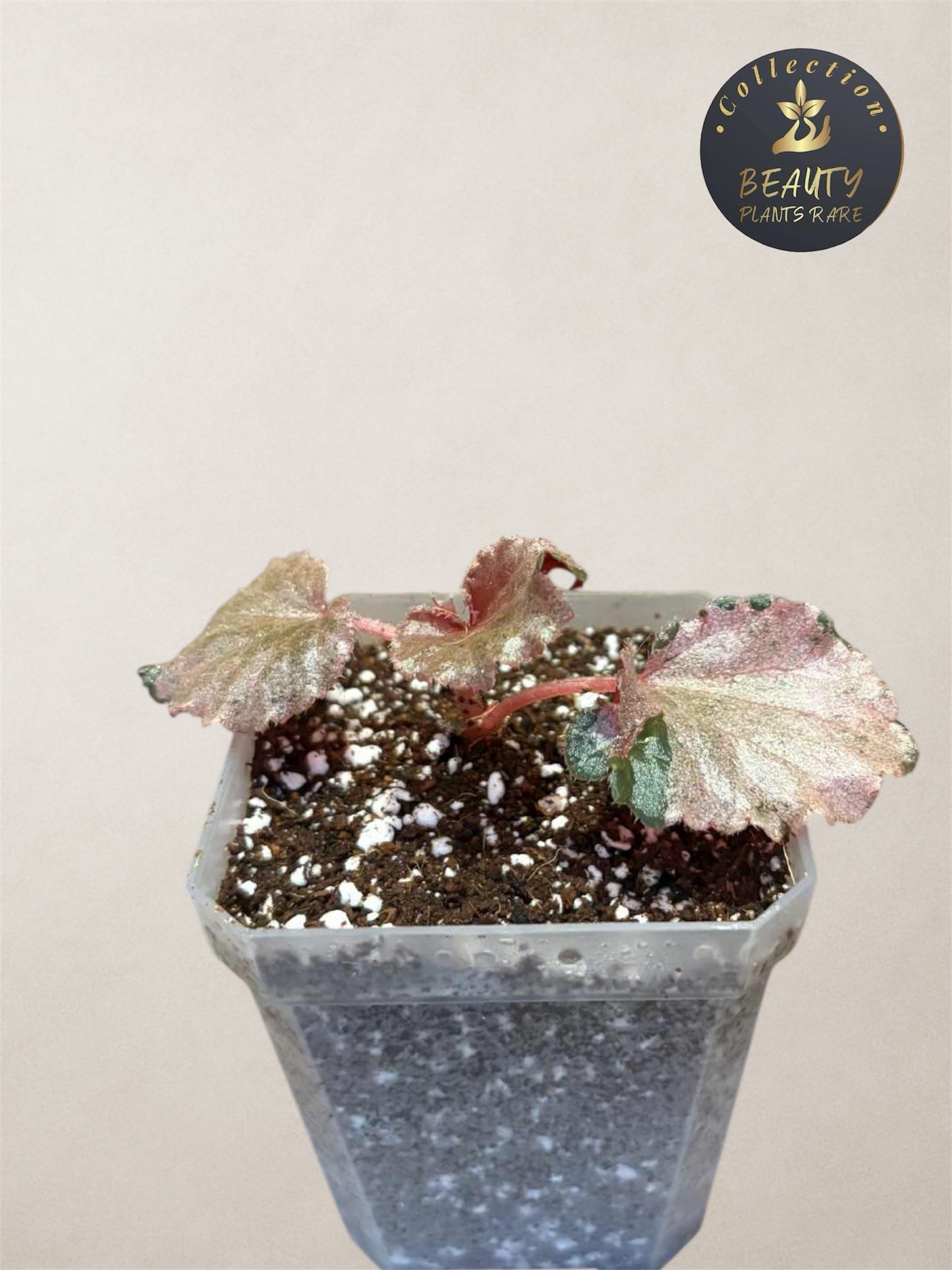 Begonia Cucculata Pink