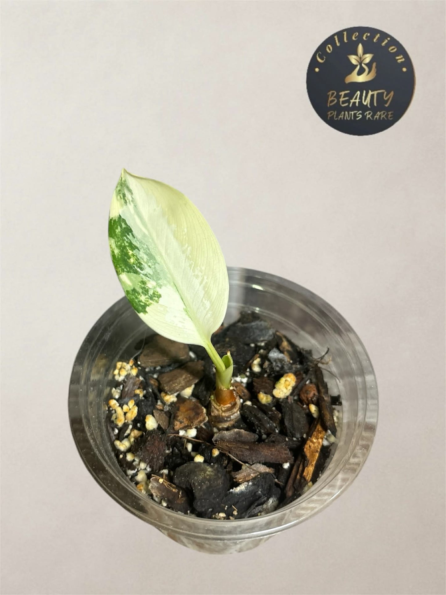 Aglaonema Suvarnabhumi variegated