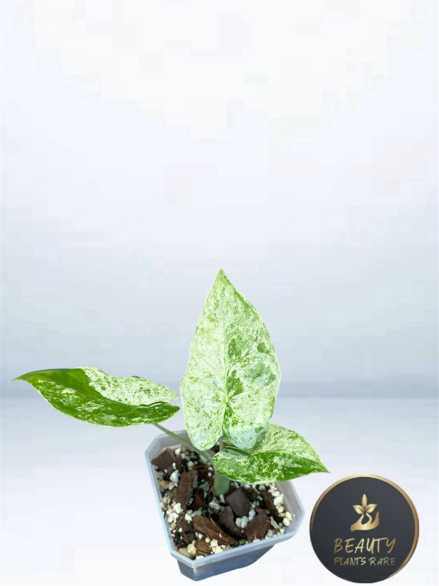 Alocasia Macrorrhiza Splash