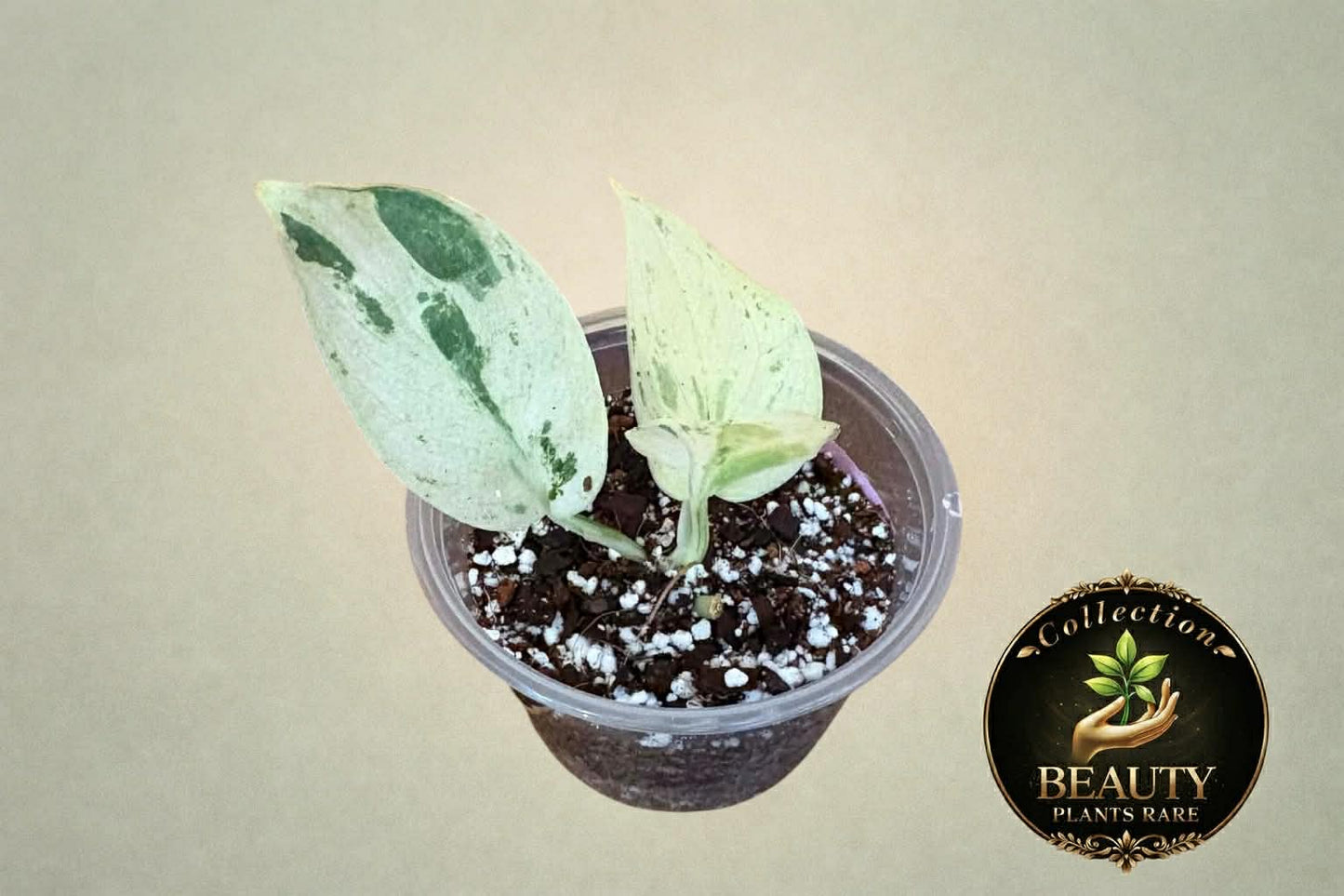 Scindapsus Silver Cloud Marble