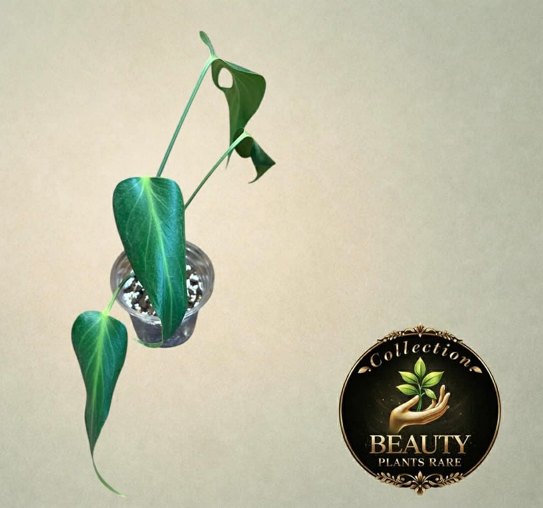 Monstera Burle Marx Flame