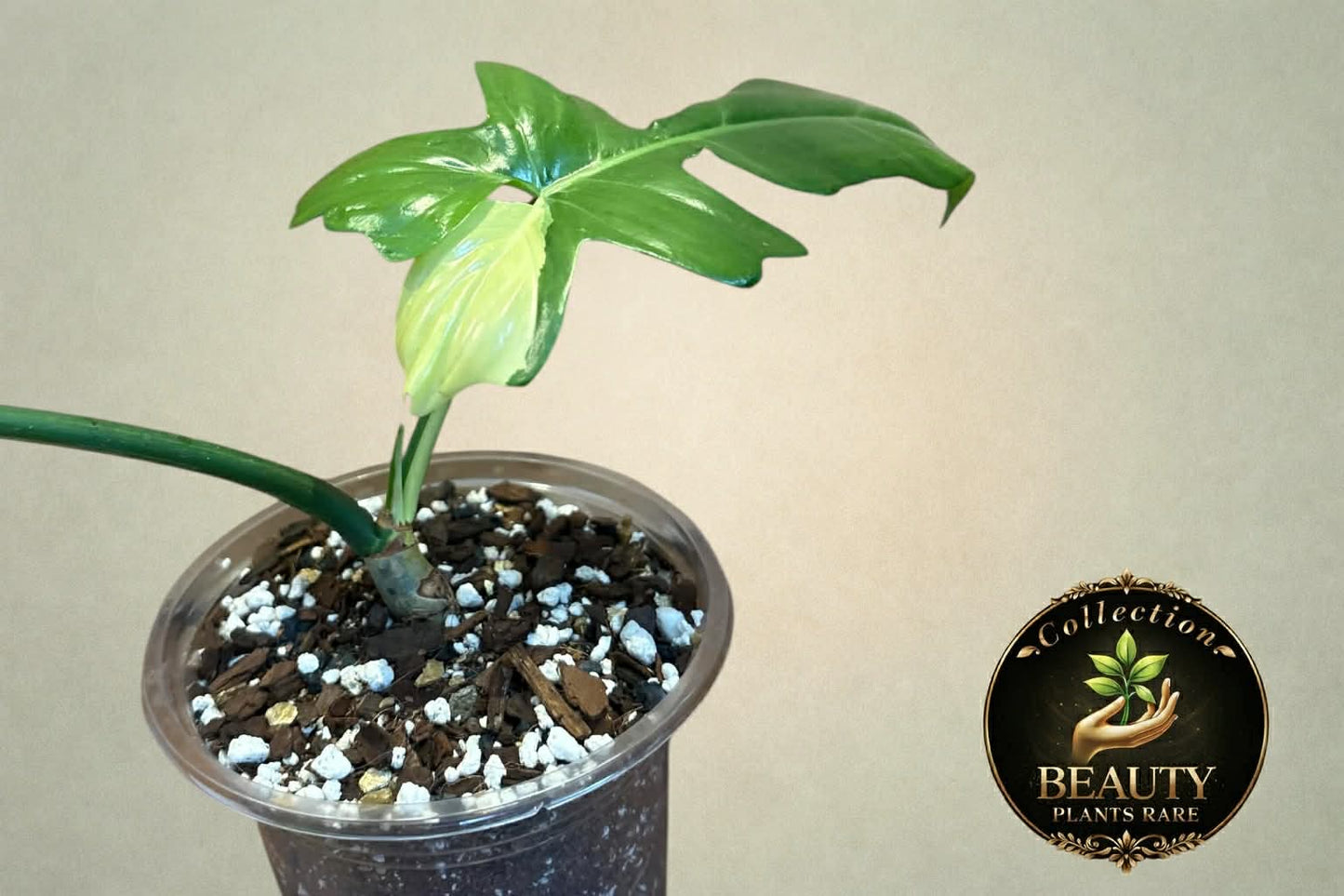 Philodendron Golden Dragon variegated