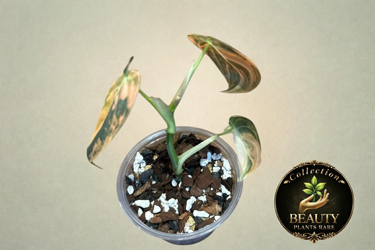Philodendron Mélanochrysum Orange "Bonfire"