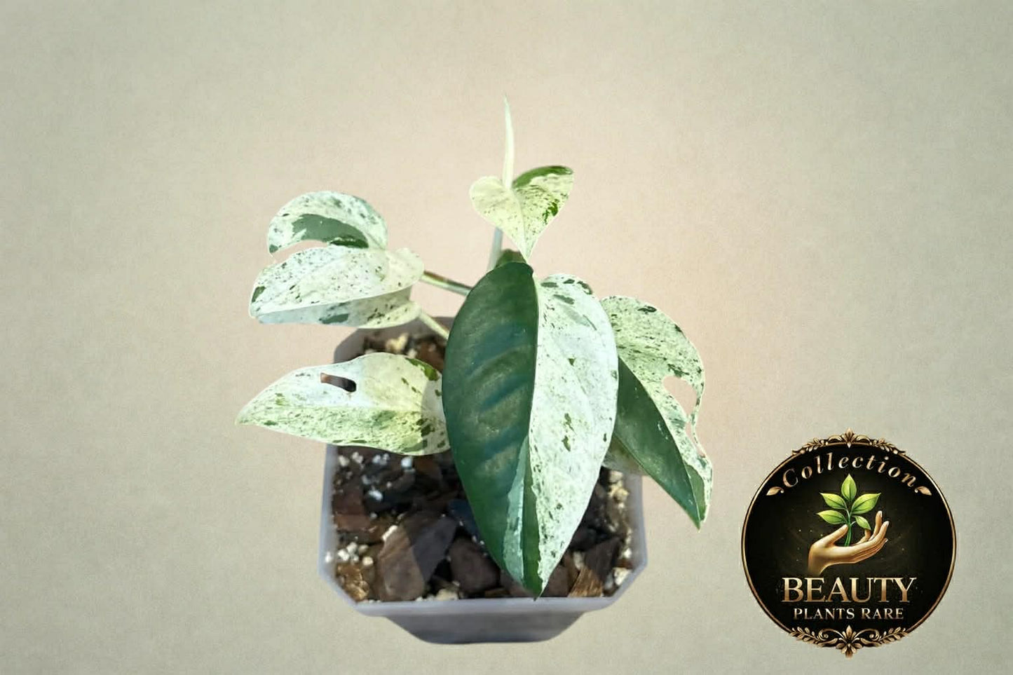 Epipremnum Pinnatum Marble