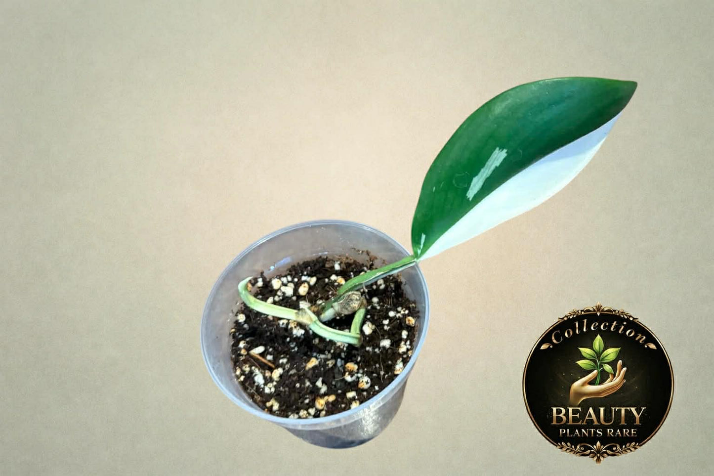 Raphidophora Elliptica Albo