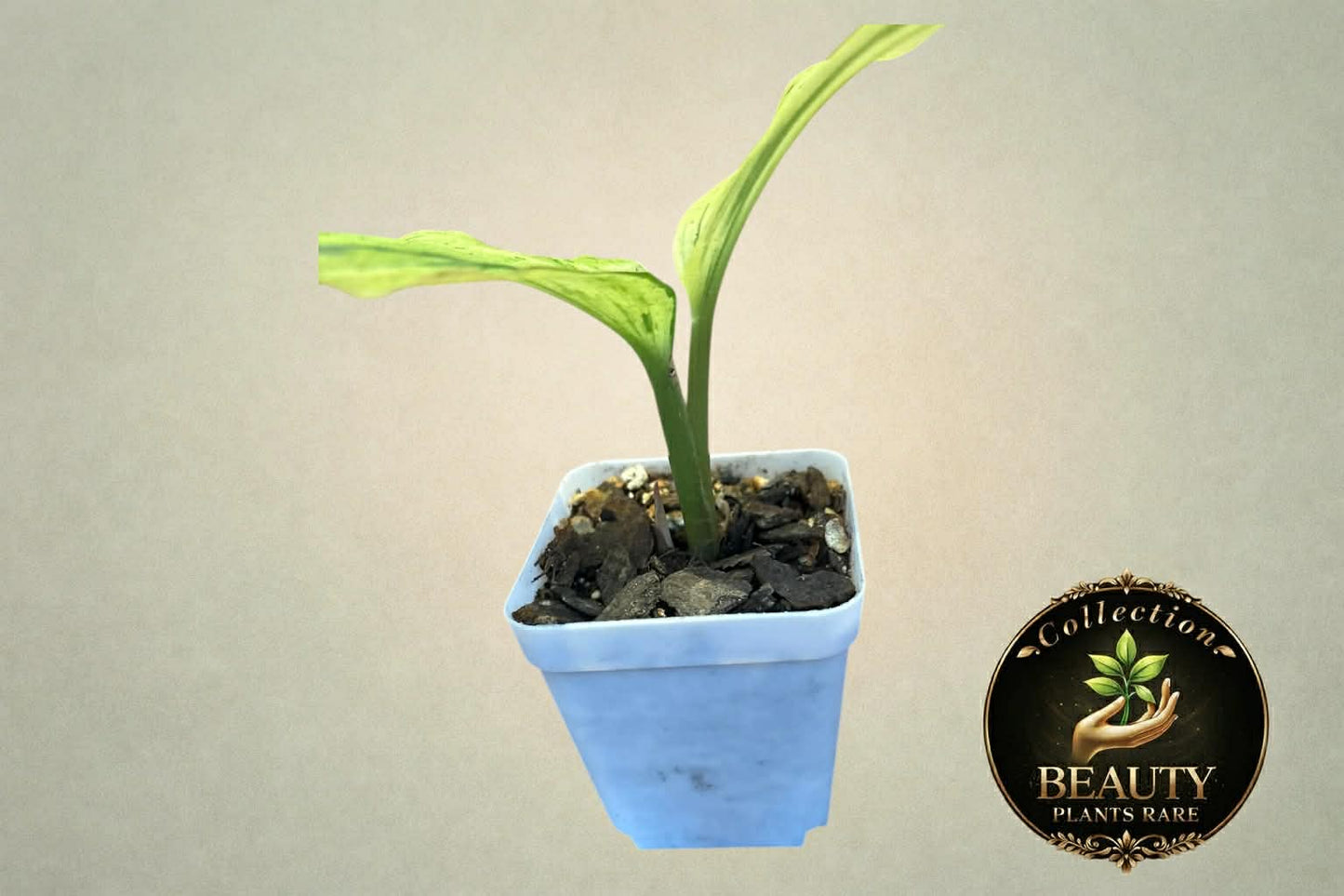 Kaempferia variegated