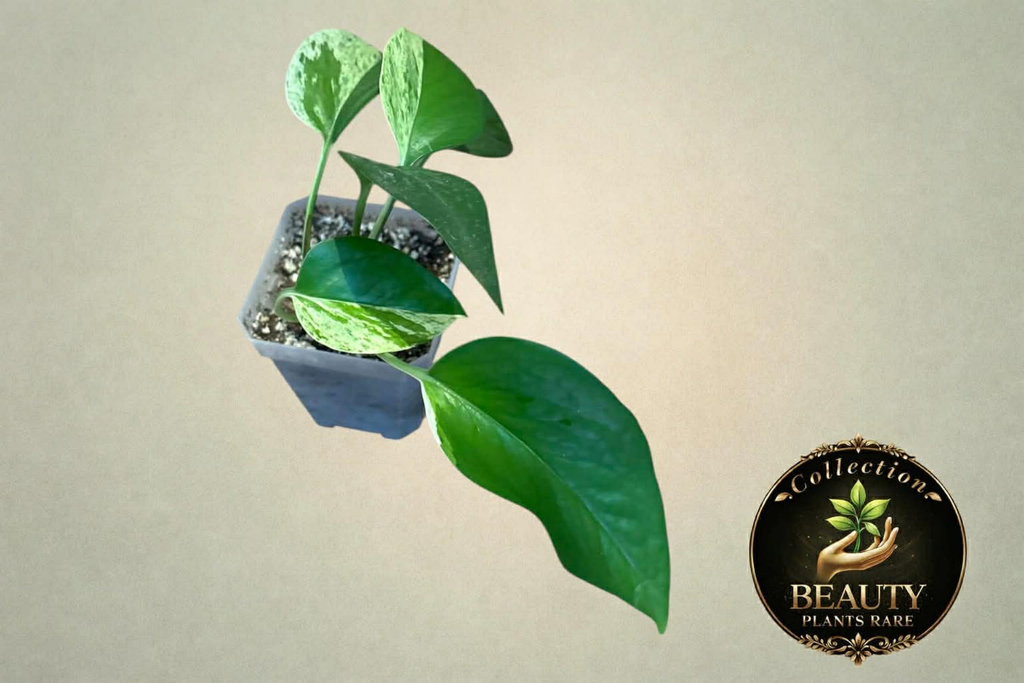 Pothos Marble Queen