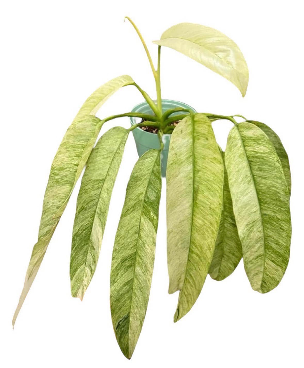 Epipremnum