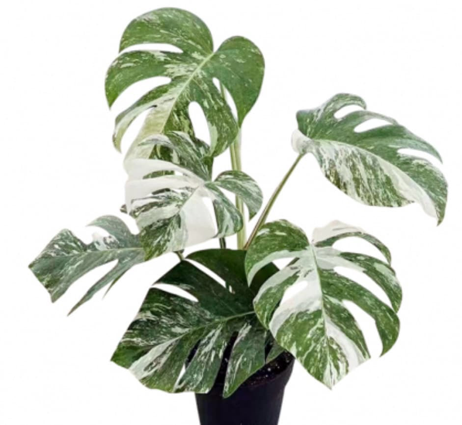 Monstera