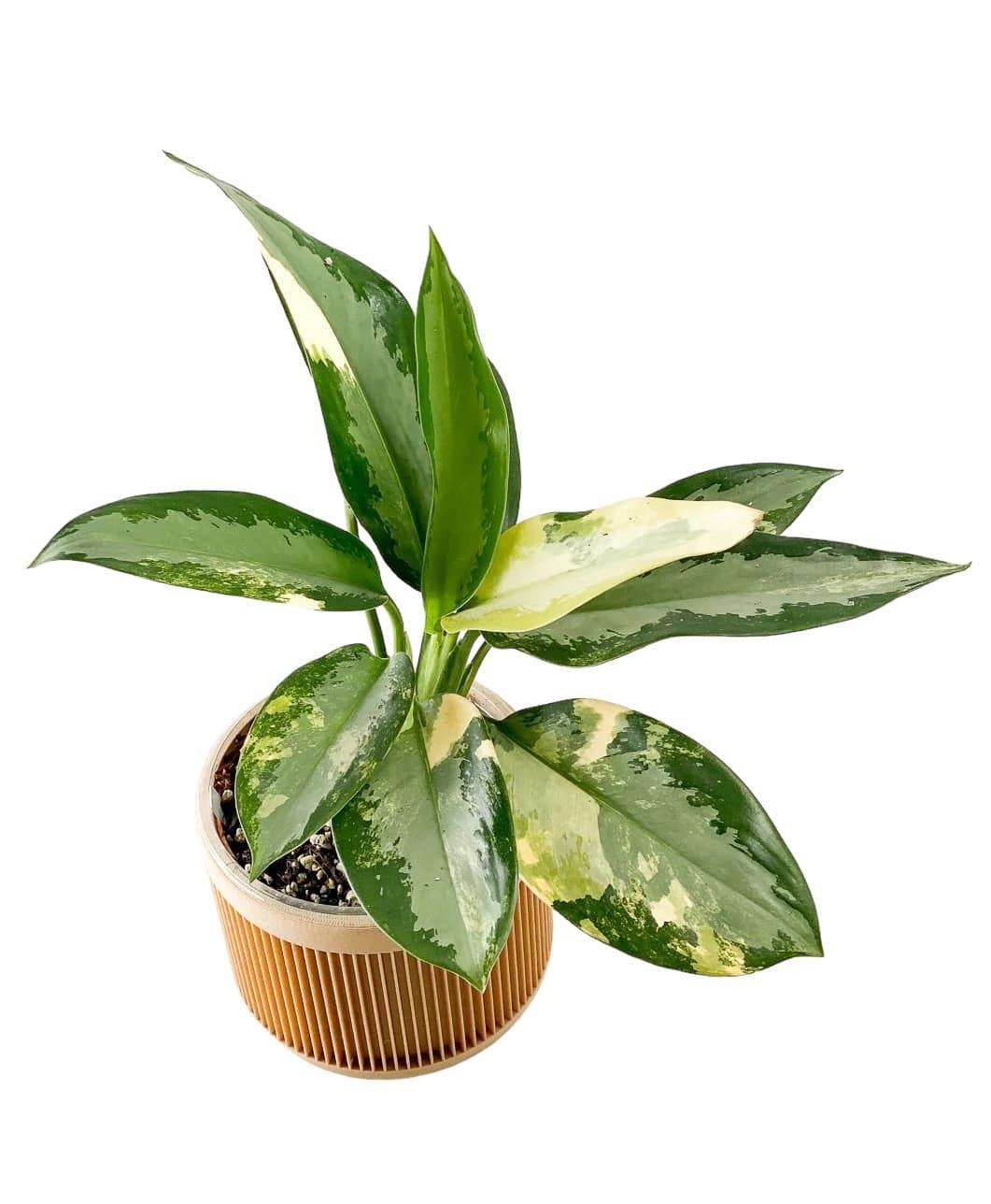 Aglaonema