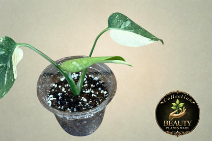 Monstera Thai Legacy tc