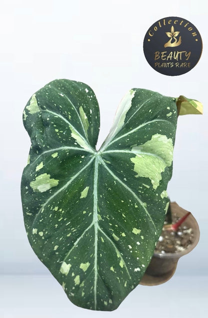 Philodendron Gloriosum variegated