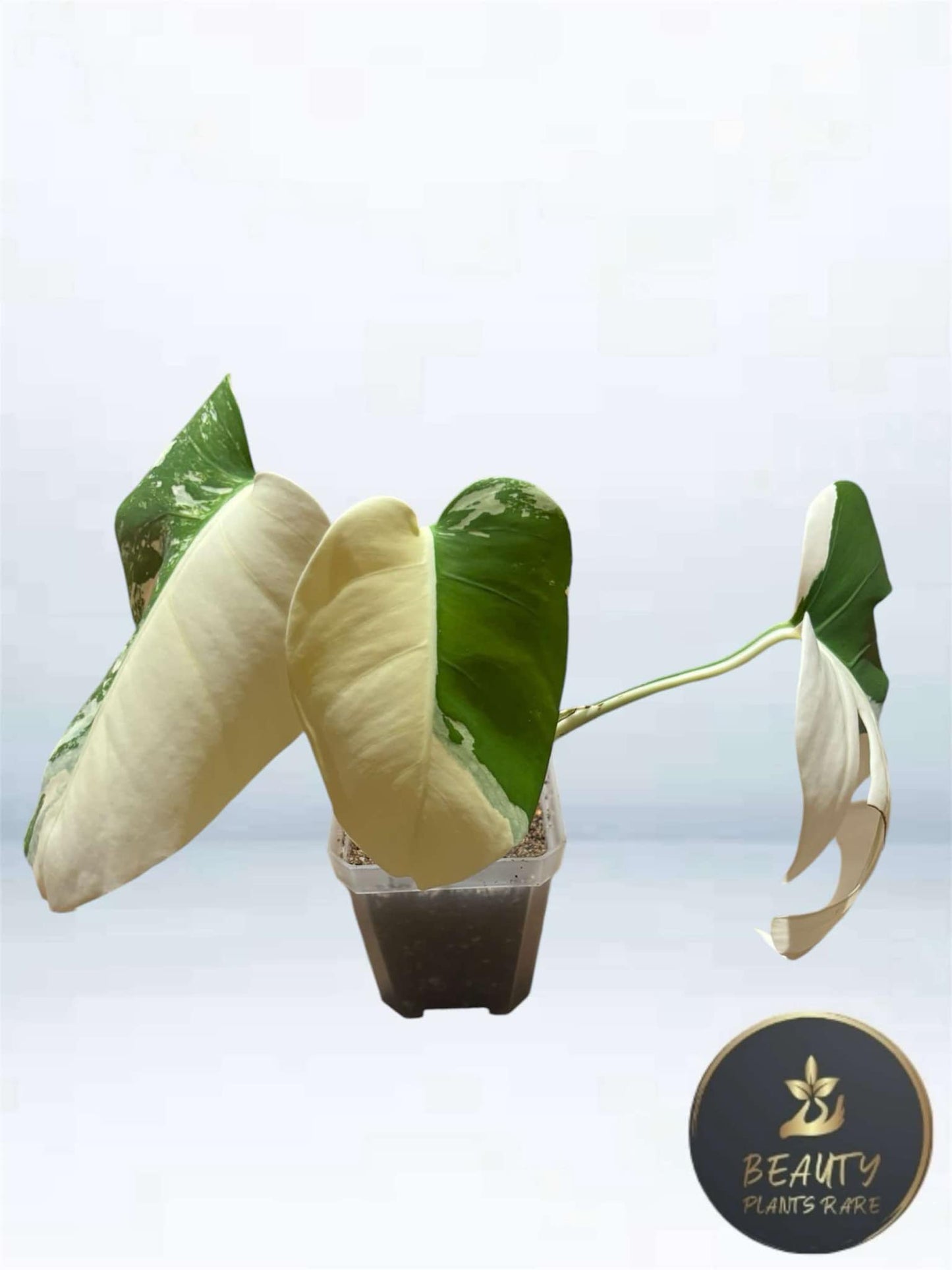 Monstera Borsigiana Albo