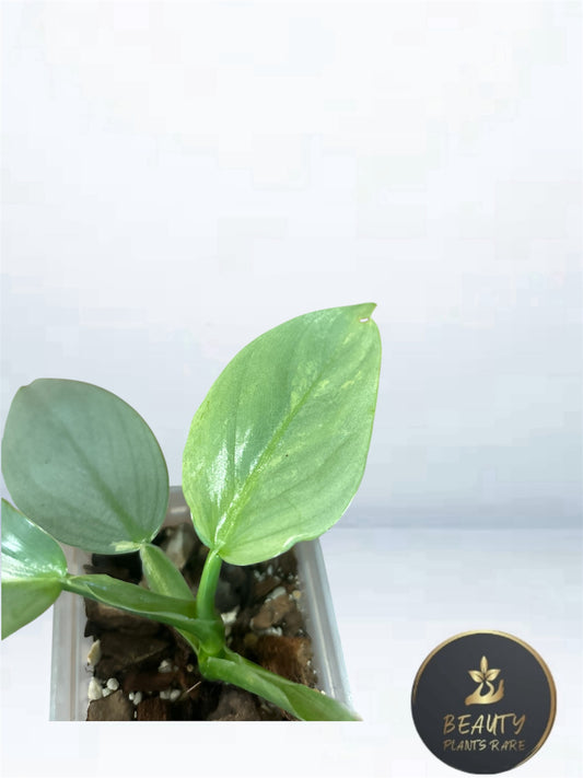 Philodendron Silver Sword low var