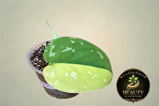 Scindapsus Sentarum variegated