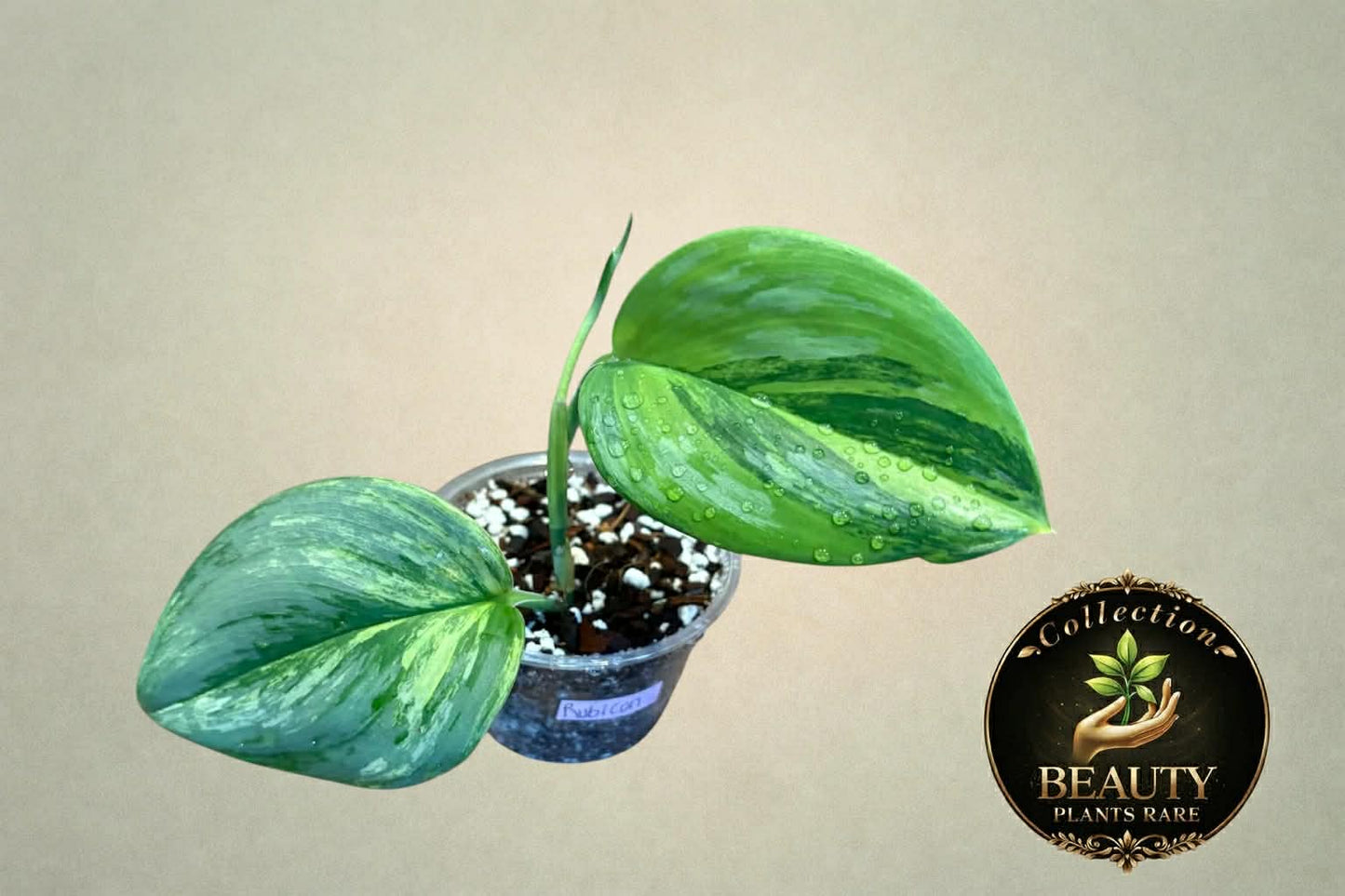 Scindapsus Rubicon