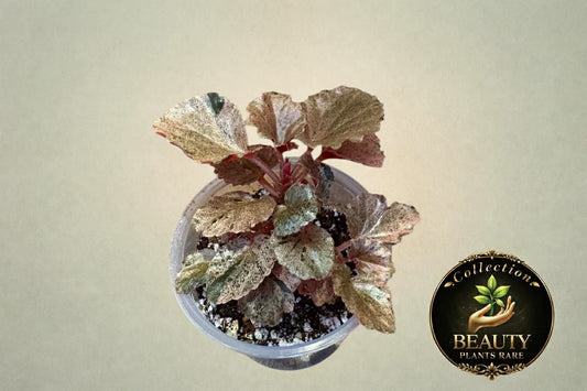 Begonia Cucullata Pink