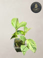 Pothos Marble Queen