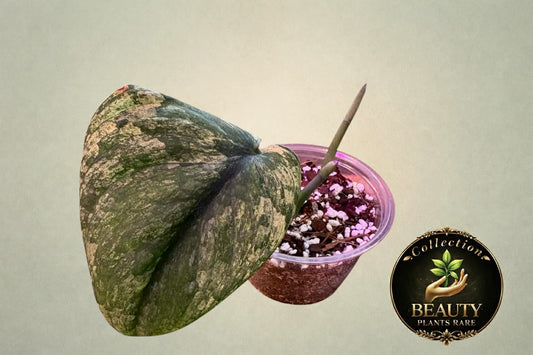 Scindapsus Creme Brulee