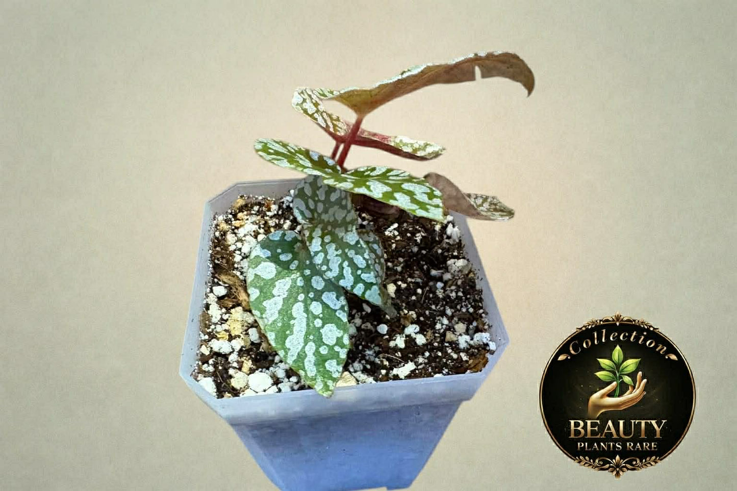 Begonia Snow Capped revert