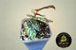 Begonia Snow Capped revert
