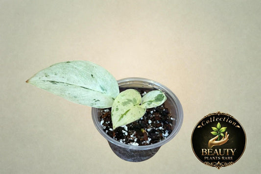 Scindapsus Silver Cloud Marble