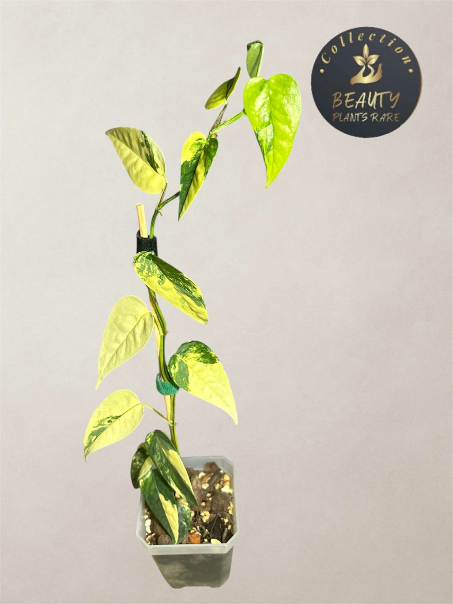 Epipremnum Cebu Blue Aurea