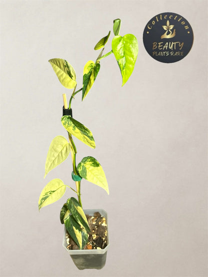 Epipremnum Cebu Blue Aurea